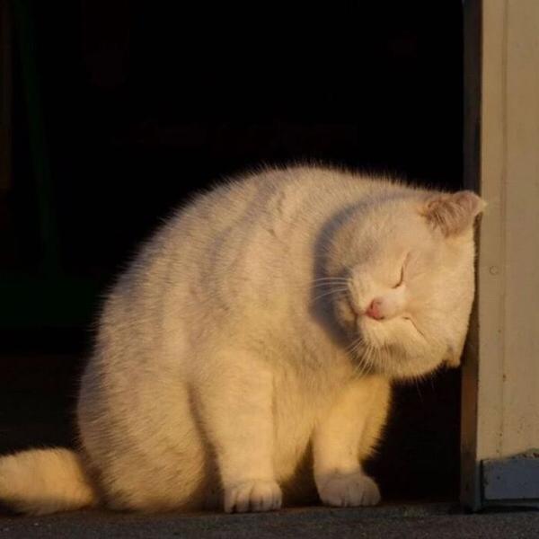 有没有猫的搞怪头像呢?
