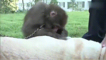 小猴子心理受到创伤,狗子帮助它脱离苦海.