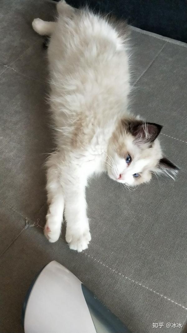 布偶猫大猫品相不好,出生的小猫就一定会失格吗?图上这只怎么样?