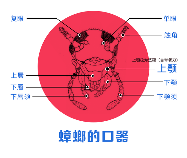 标配了咀嚼式口器,也就是昆虫最原始的口器类型,天生发达的上颚,极为