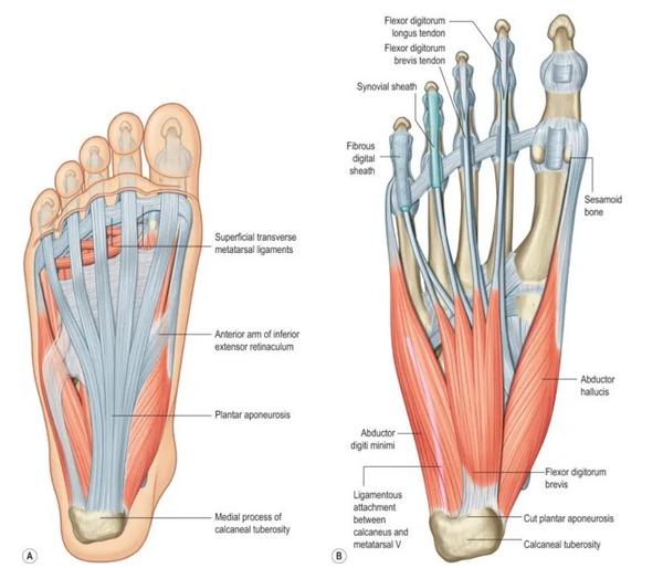 (a) 足底足底的浅层,包括足底腱膜.(b) 足底第一层肌肉