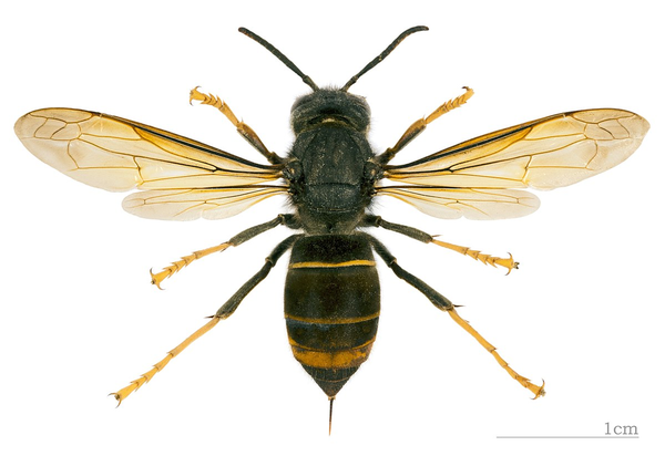 黑胸胡蜂(vespa nigrithorax)