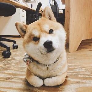柴犬的前世今生——从猎犬到网红表情包