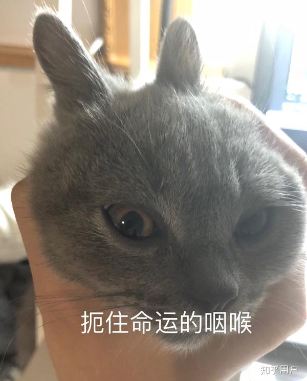 养一只英短蓝猫是什么体验?