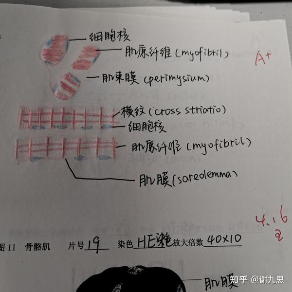 我也来记录一下我的组胚红蓝铅笔图图,好耶