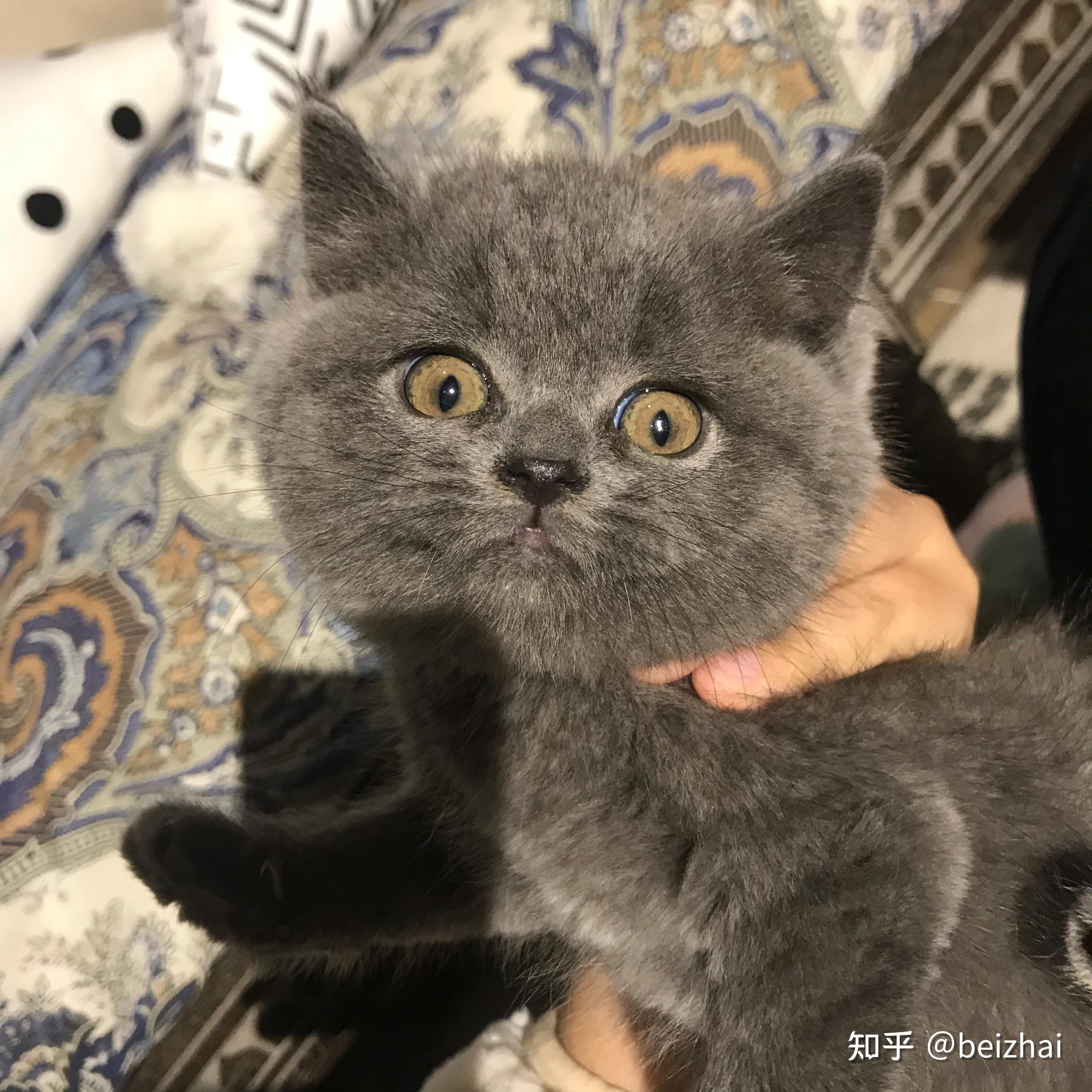 一只英短蓝猫幼崽多少钱?