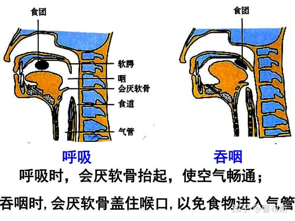 当呼吸时,会厌软骨抬起,空气进入气管,同时, 也会有部分气体通过食道