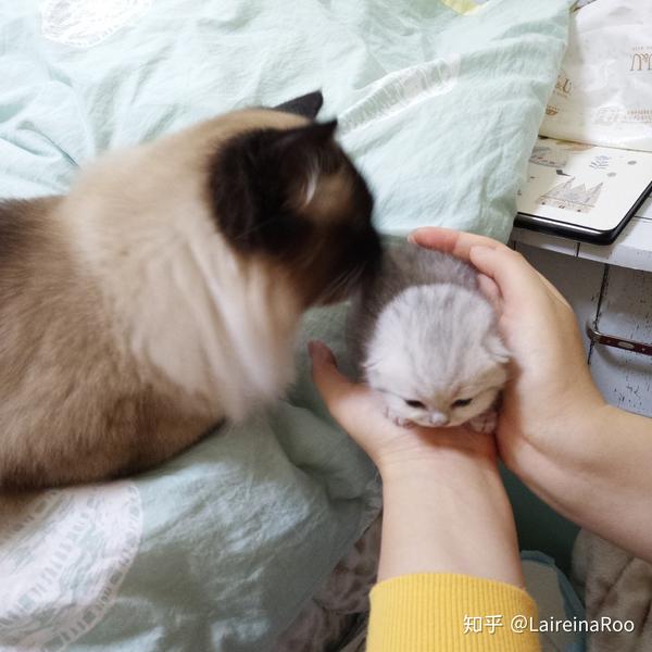 猫妈妈为什么叼着小猫往主人怀里塞?