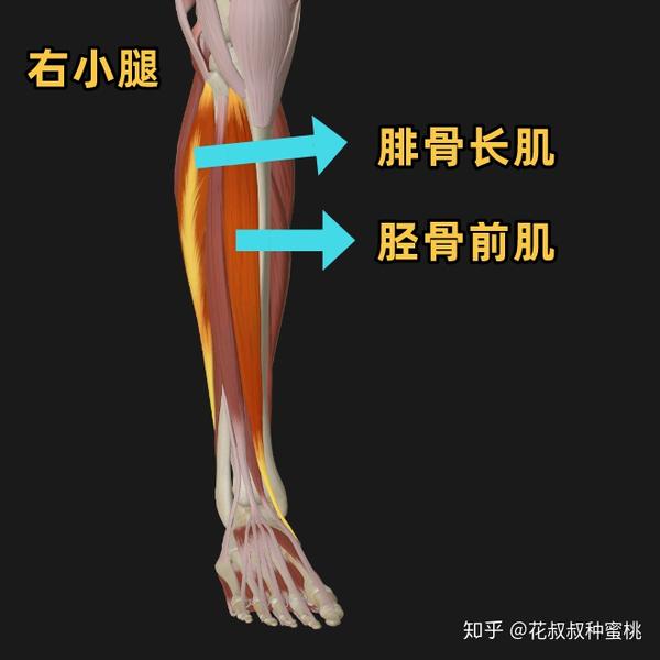 找到胫骨前肌的痛点(胫骨外侧,小腿上1/3的地方)进行筋膜球定点按压