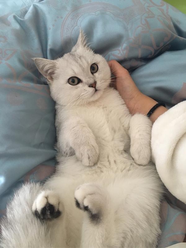 为什么我一抱猫它就睡了.
