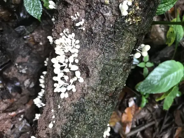 不知名的白色菌菇