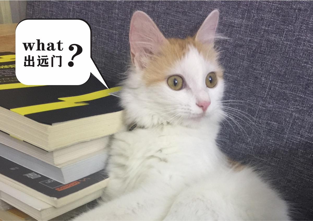 出远门!猫咪怎么办?