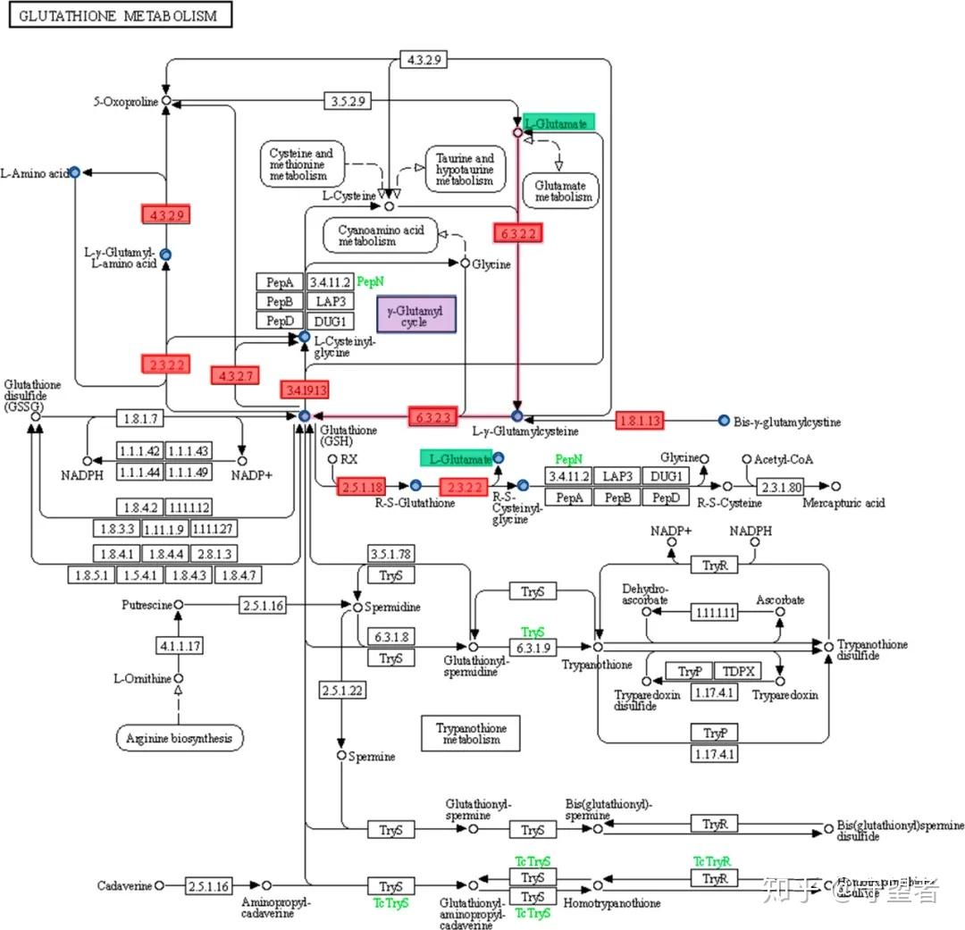 图4:来自kegg数据库的参考路径用于主要与γ-谷氨酰转肽酶有关的
