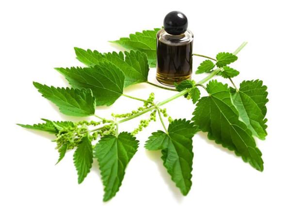 注意:荨麻茎叶上的蜇毛有毒性(过敏反应),一旦碰上就如蜂蛰般疼痛难忍