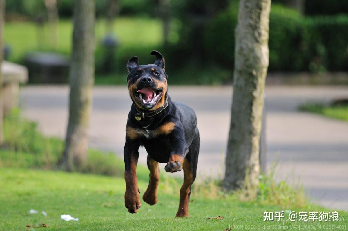 体型:中大型犬平均寿命:9-11年罗威纳是很粘人的狗狗,对主人的保护欲