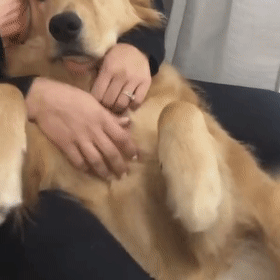 壁纸 动物 狗 狗狗 280_280 gif 动态图 动图