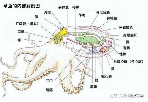 章鱼拥有3颗心脏,2颗负责给鳃供血(鳃心脏),1颗负责给全身供血(体