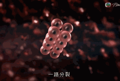 《霍金discovery纪录片:干细胞可攻克一切疾病》