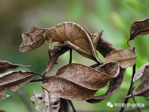 棘蜥(moloch horridus) 纳尔逊奶蛇(lampropeltis triangulum