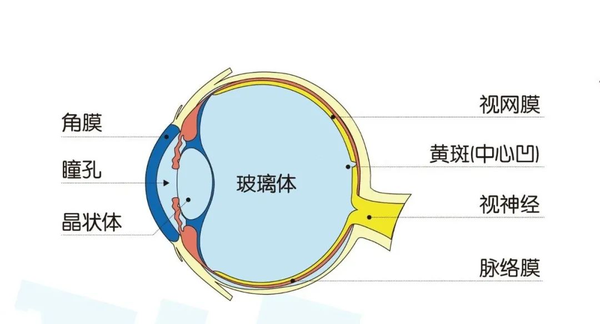 在人眼视网膜上,有一个部位叫"黄斑" 你可能要问了,啥是"黄斑