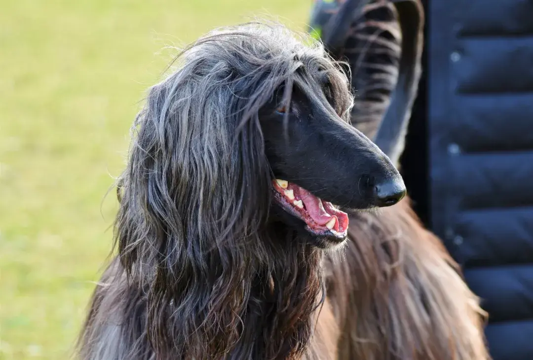 阿富汗猎犬的前世今生从到凶猛猎犬到贵族标志