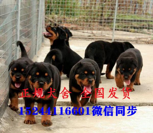 罗威纳犬小狗价格罗威纳幼犬多少钱