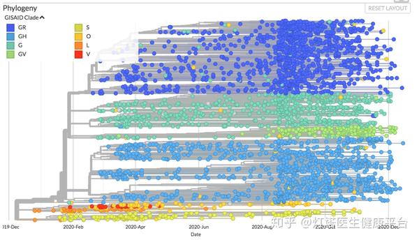 新冠病毒变异进化树
