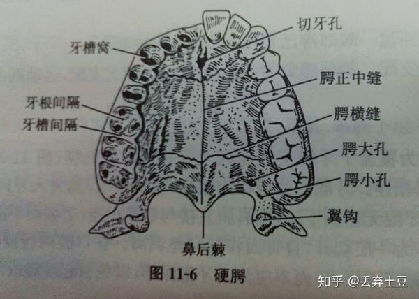 (三)口腔前庭 位于牙槽嵴与黏膜之间,为一潜在的间隙.