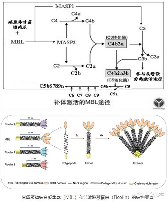 概念 凝集素途径的激活是通过甘露糖结合凝集素(mbl,集合素11(cl-k1