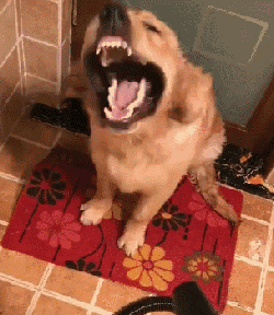 壁纸 动物 狗 狗狗 250_288 gif 动态图 动图