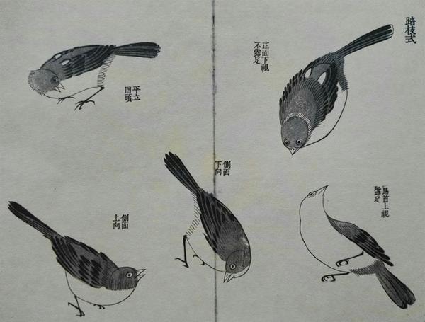 画鸟技法12个步骤分解和21种姿势让你轻松入门