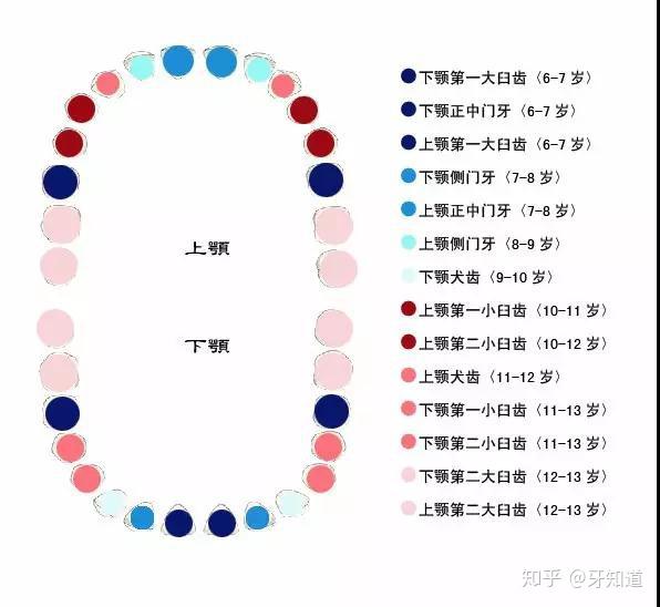 淮安家长注意了儿童换牙顺序图爸妈收藏好了