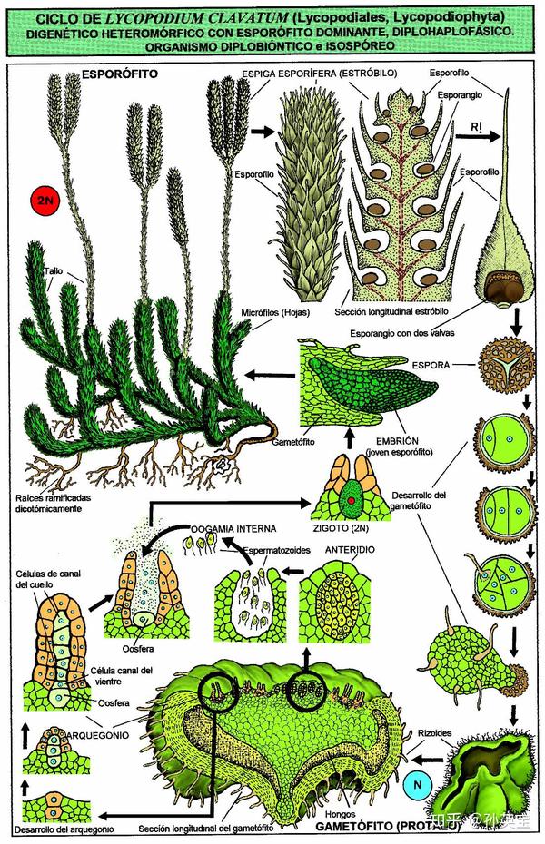 科学绘画||来自泥盆纪时期的蕨类植物