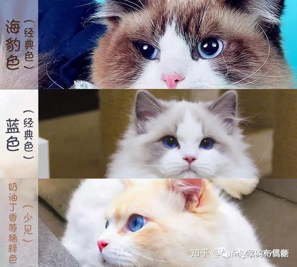 【选猫科普】你对布偶猫了解有多少?