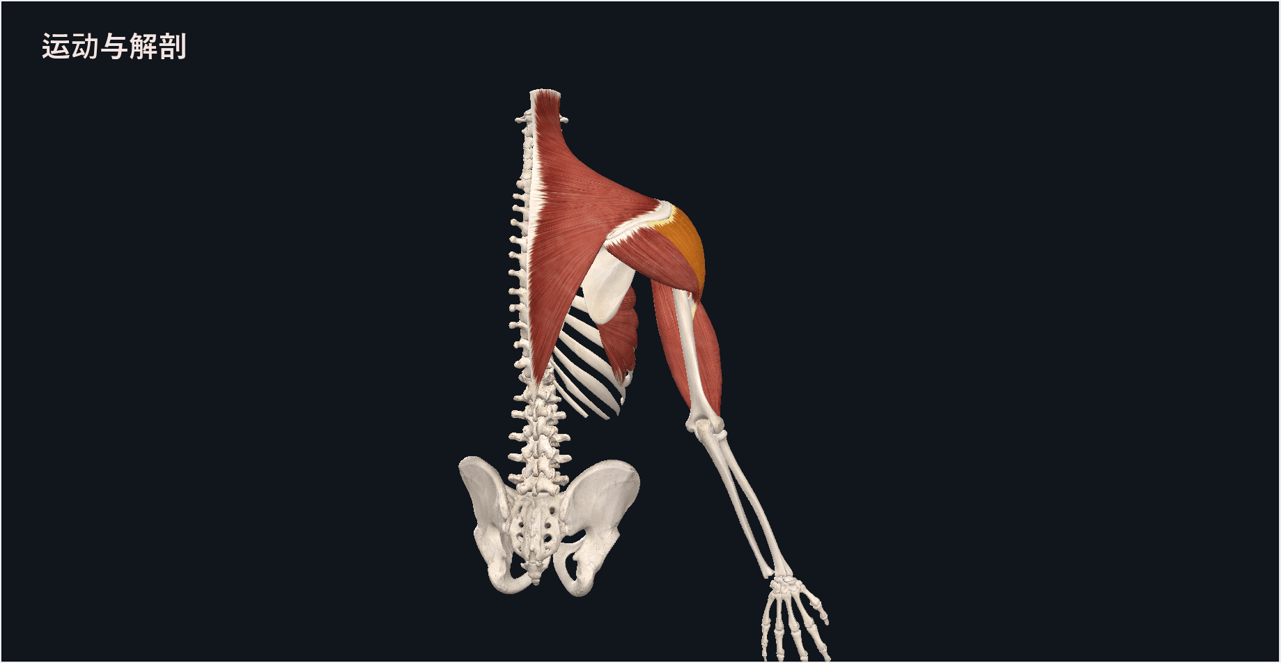 三角肌的主要功能  使肩关节外展 1.