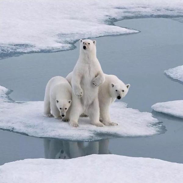 全部生活在北极地区,包括格陵兰岛,斯瓦尔巴群岛,俄罗斯,阿拉斯加和
