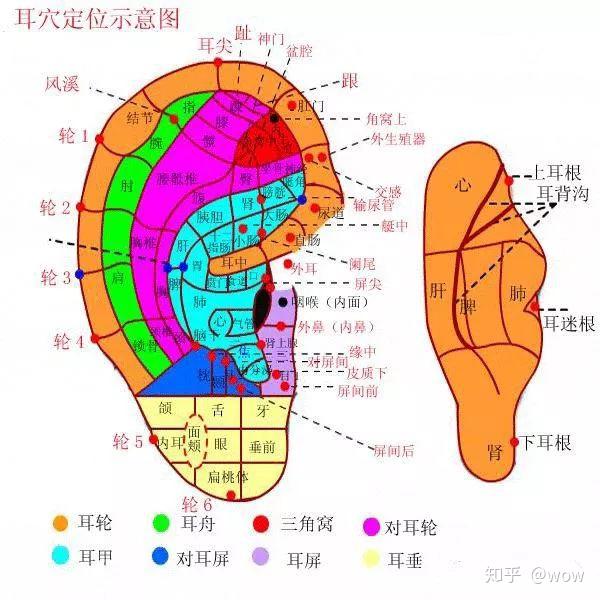 耳穴管理是利用能量石刺激耳穴穴位,耳朵上有43个穴位对应身体43个