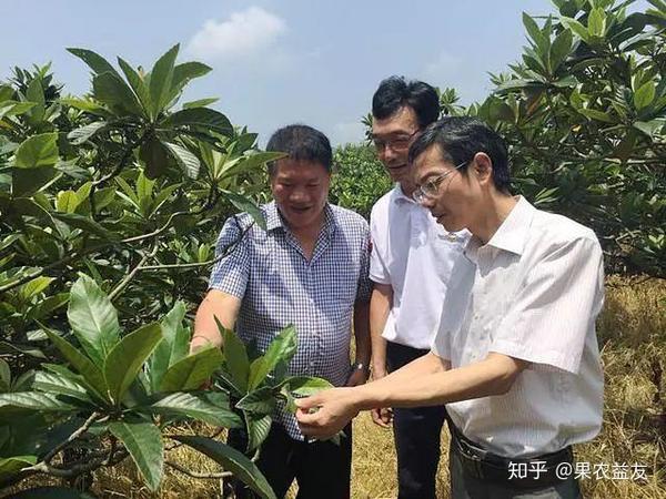 枇杷叶斑病究竟是何种病害,值得防治吗?如何防治效果会好?