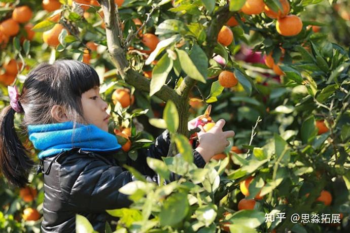 上海采摘桔子的地方推荐长兴岛桔园,著名的桔园采摘地 知乎