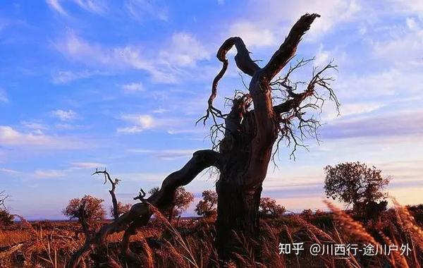 7,乌尔禾胡杨林,沙漠中的一滴水珠