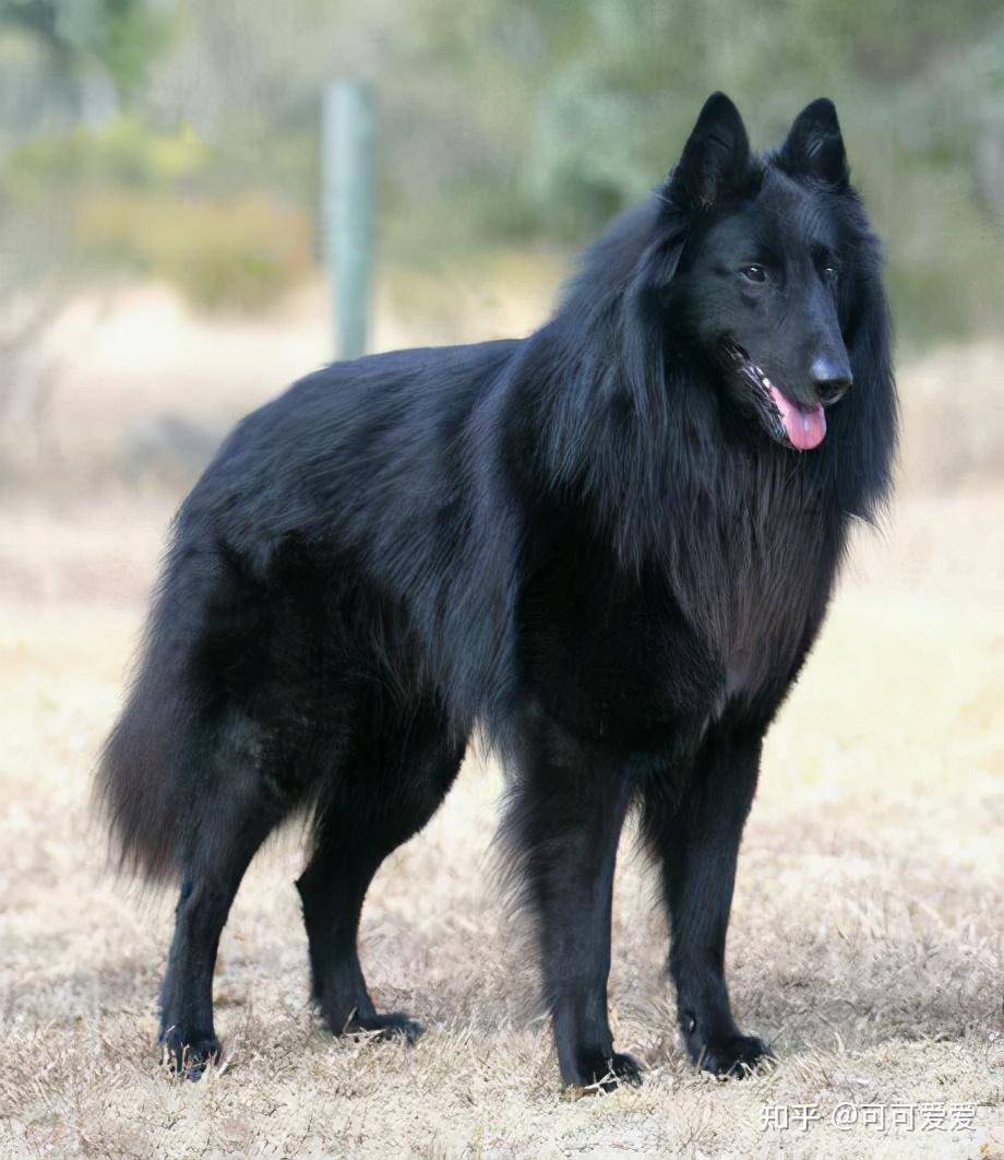 比利时牧羊犬有四个分支品种,分别是短毛种(比利时马里努阿犬),黑
