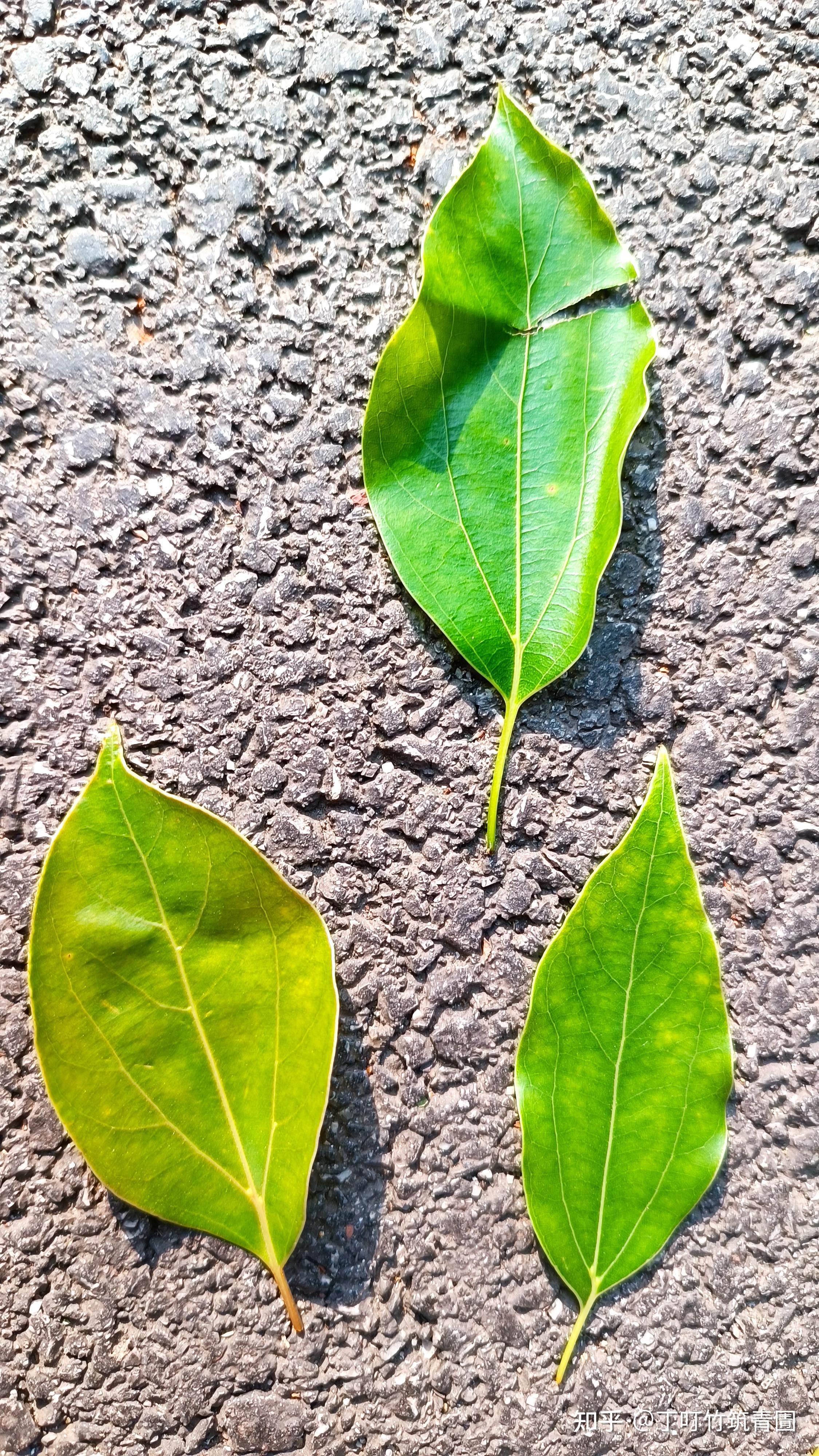 豫章城里看郁樟