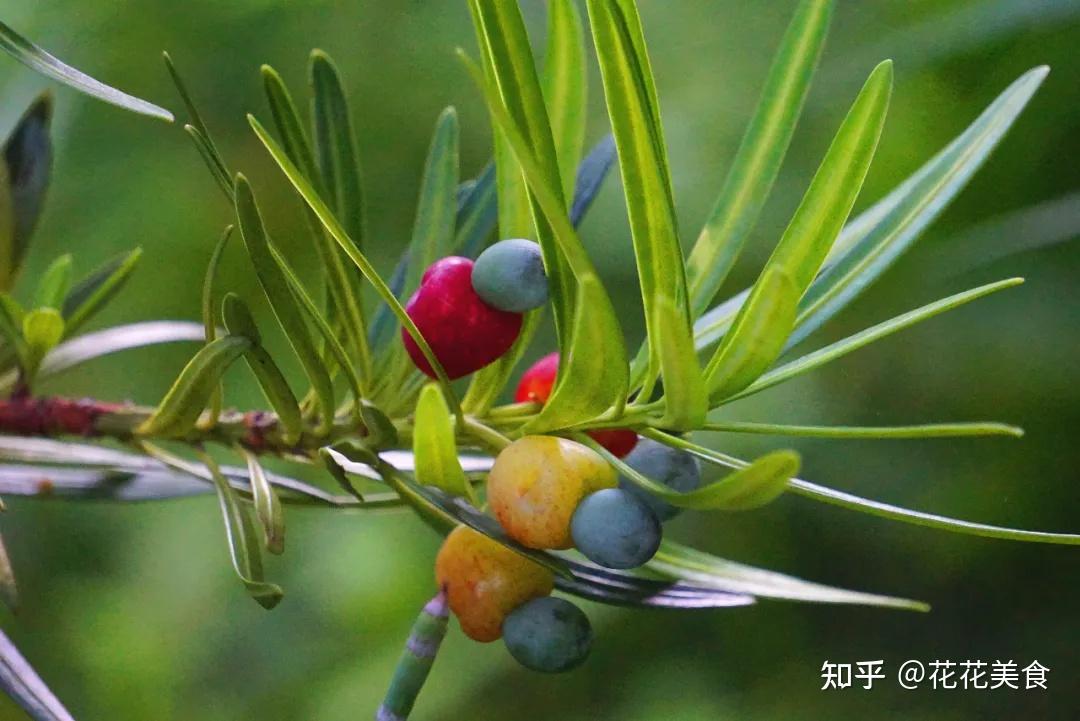 立秋时节无秋意罗汉松上坐罗汉