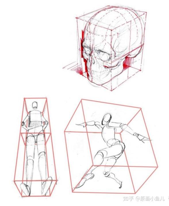 新手进阶板绘教学(干货)丨人体结构基础,必须了解的骨骼详解