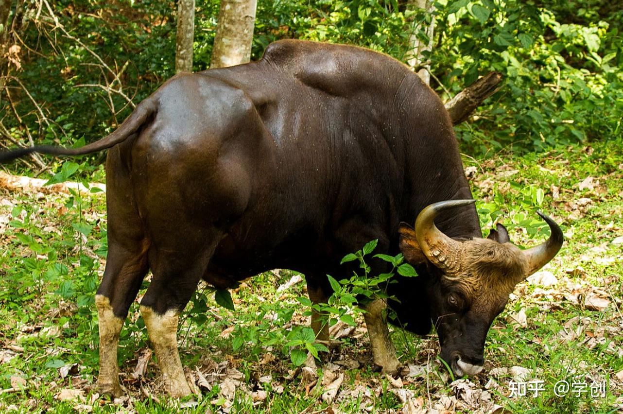 真壮云南现世界体型最大的牛印度野牛幼崽但种群不足200头