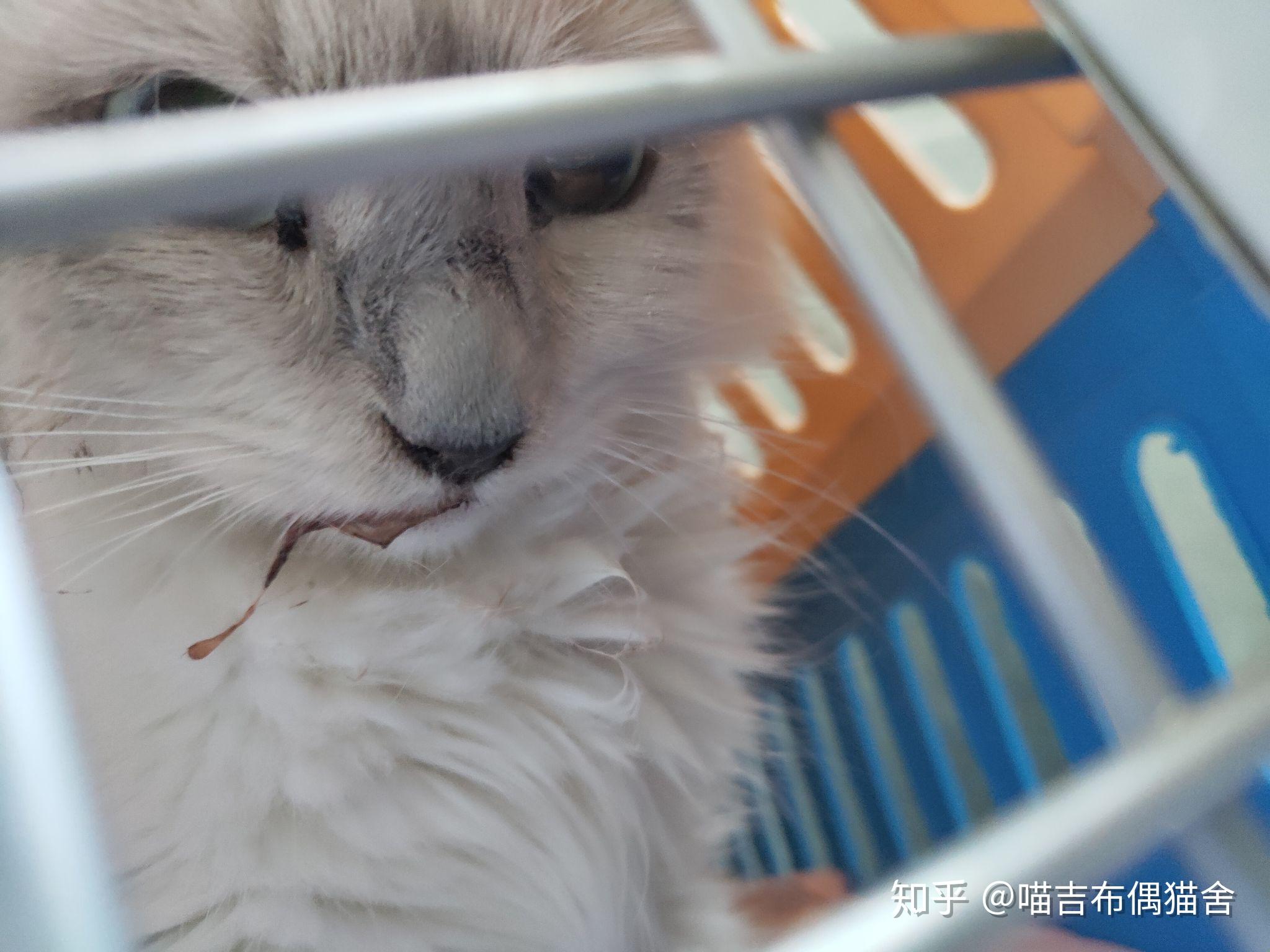 lucky抵抗猫瘟实时记录