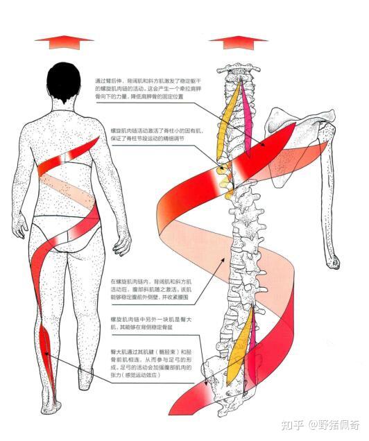 如下图红色线就是人体的螺旋链,也就是我们做全身运动(全身运动是指