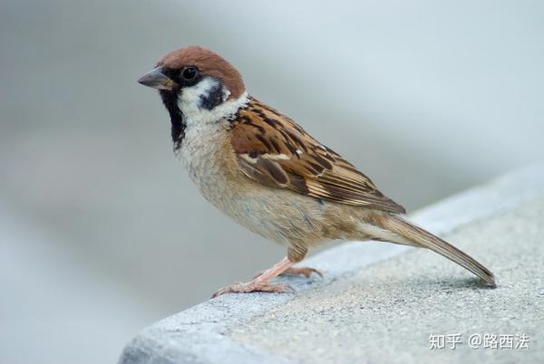 麻雀属鸟类特点摘录整理