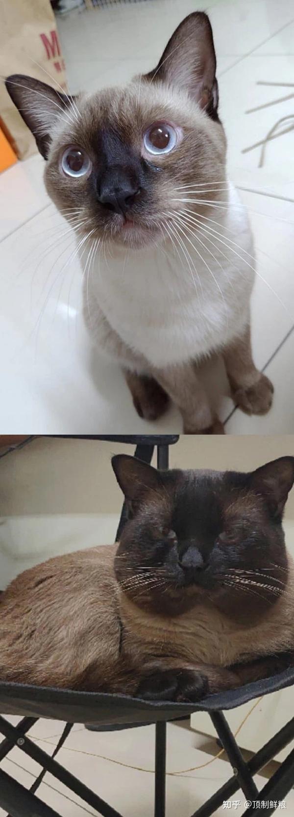 为什么养暹罗猫的人少?