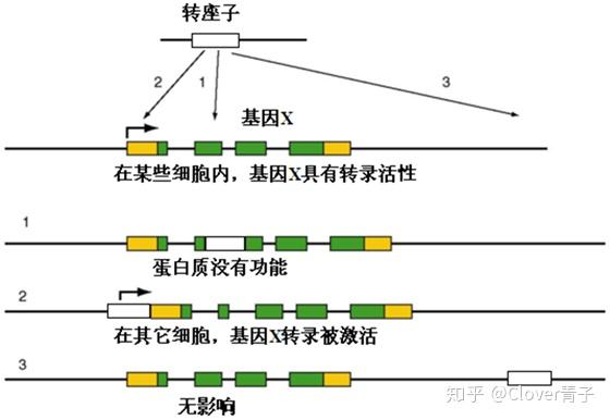 基因里的ctrlcv转座子